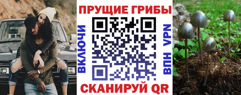 Купить закладки Катав-Ивановск Галлюциногенные грибы Psilocybe